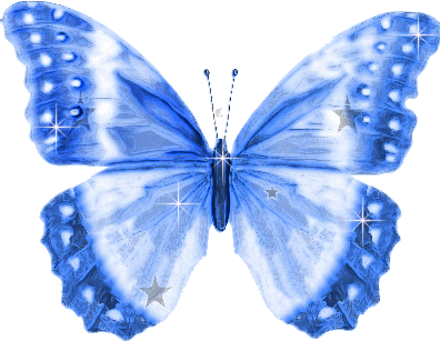 a lovely blue butterfly
